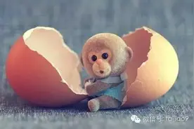 2016年出生的猴宝宝到底犯什么命？图片