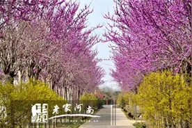 花田“犯错”要趁早 鄢陵清明节赏花攻略！图片