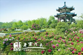 洛阳：8家牡丹观赏园可免费或优惠赏花图片