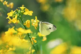 蝴蝶美丽的外表下居然隐藏着这样的秘密，看完你绝对不想再碰到它图片