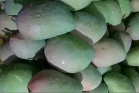 芒果开花了图片