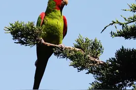 鹦鹉的生活习性以及饲养环境条件如何？图片