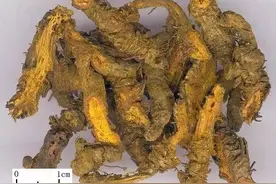 黄连可治疗口唇干裂图片