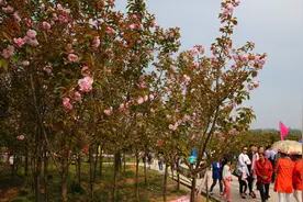 广安桃梨芬芳 樱花绽放（组图）图片