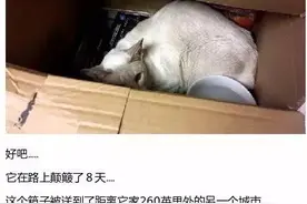 一只爱钻纸箱的猫，颠簸8天后，喵的内心一定是想杀人的....图片