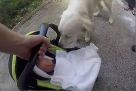 狗狗第一次见到小主人的反应真是萌翻，而大家却被最后一幕暖哭了图片