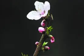盐城 | 清明小长假踏青赏花哪里寻？快来这些地方瞧瞧吧图片