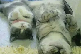 这些猫咪一看就是亲生的，神同步啊！图片