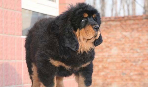 两大藏獒分支:青狼獒和赤古藏獒,谁更强?