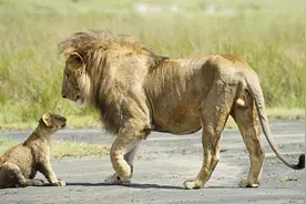 母狮幼崽被雄狮欺负，母狮为护崽勇敢掌掴雄狮图片