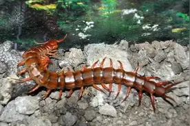 不小心被蜈蚣爬进耳道，怎样才能顺利脱险？图片