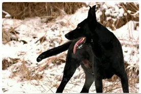 中国毛色最纯黑的两大神犬：黑熊犬和黑狼犬，都是精英犬图片
