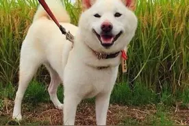 这么萌的狗狗，你为啥一进笼子就性格突变了呢？图片