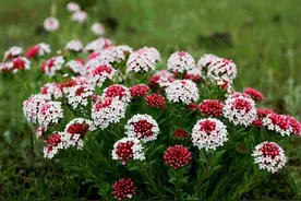 这种草才是真正的断肠草，开着美丽的花朵，却是最毒的药物。图片