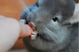 憨态可掬小龙猫的生活习性盘点！图片