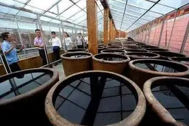 魅力太原那个酸爽的味道——山西老陈醋图片