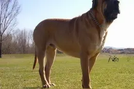 日本自卫队的军犬：烈性犬之最日本土佐，被多国禁养图片