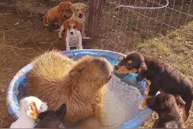 水豚，动物界混得最开的高手，关系网杠杠的....图片