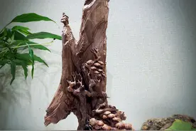 家居知音摆件：一曲肝肠断，天涯何处觅知音图片