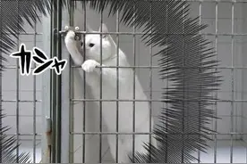 这只猫被关在的铁笼内，但每次它都轻易逃出来，着实让人称赞！图片