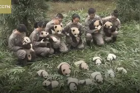 36只大熊猫幼崽在中国四川繁育基地首次公开亮相