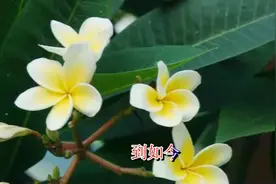 一首情歌《三月雨》好听极了！视频封面