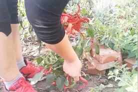 这样把辣椒存放起来，比新鲜的辣椒还要好吃，冬天炒肉越吃越香视频封面