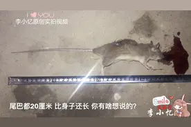 农村爸爸逮到一只35公分长的大老鼠，老鼠临死的叫声真惨！心疼？视频封面