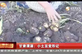 甘肃渭源：小土豆变形记视频封面