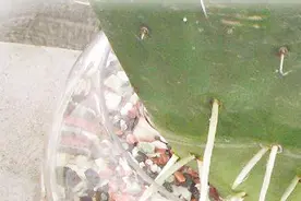 一招解决仙人掌，仙人球烂根，蹭蹭的生根视频封面