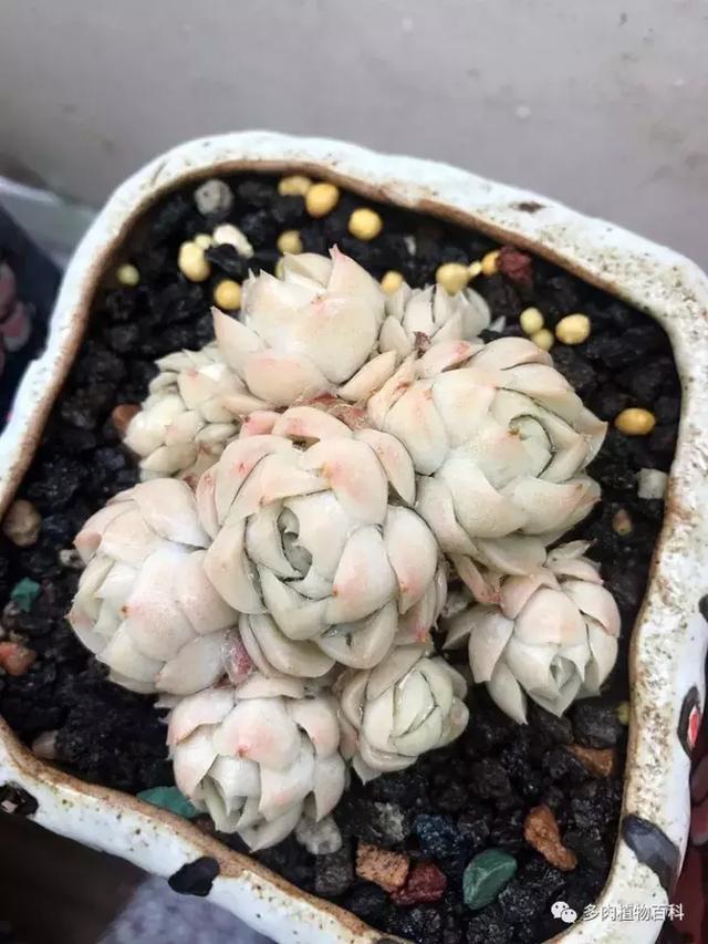 多肉植物 多肉 梅格丽-措必培