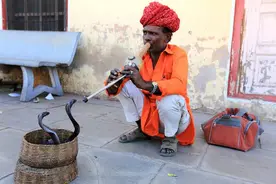 会跳舞的眼镜蛇，印度职业舞蛇人有妙招