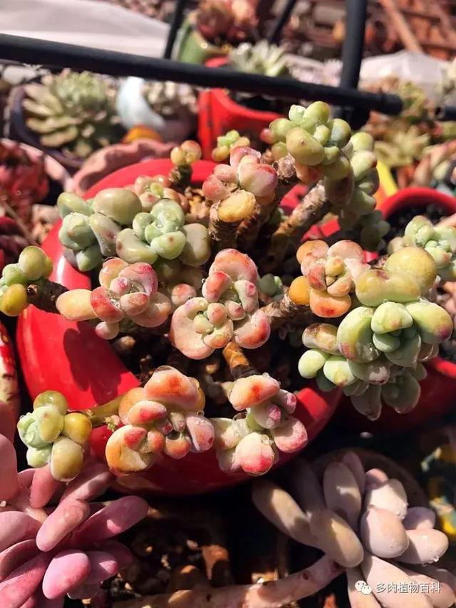 养肉我是认真的,秋季的多肉让我更有信心前进!