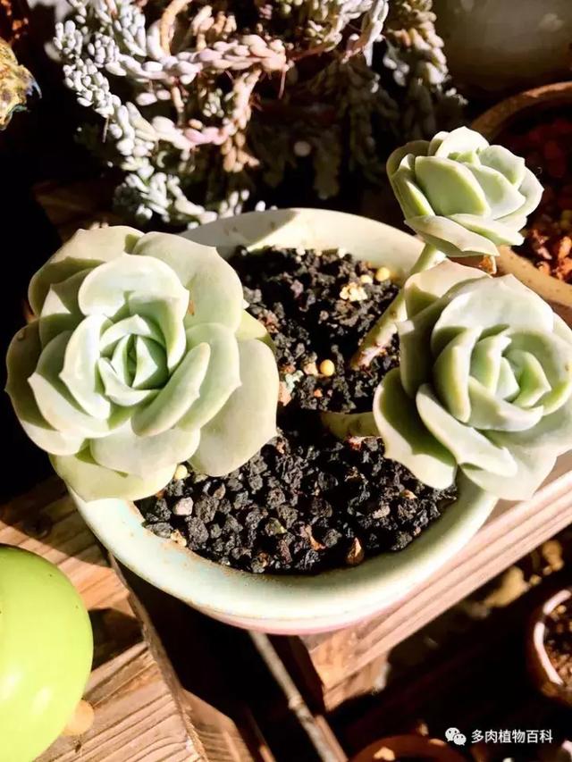 多肉植物 多肉 梅格丽-措必培