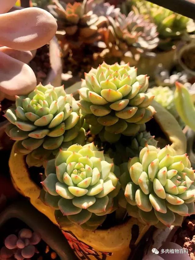 养肉我是认真的,秋季的多肉让我更有信心前进!