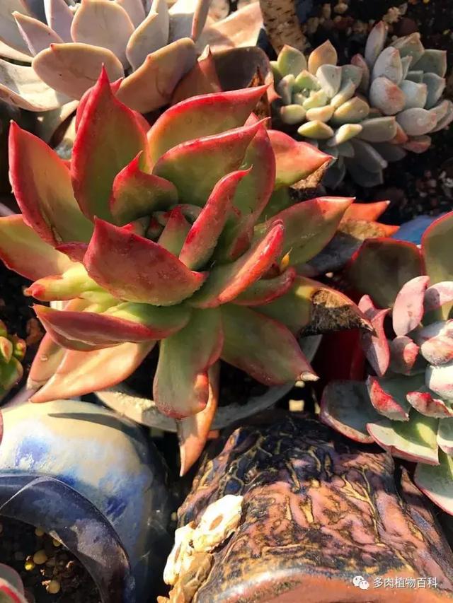 养肉我是认真的,秋季的多肉让我更有信心前进!