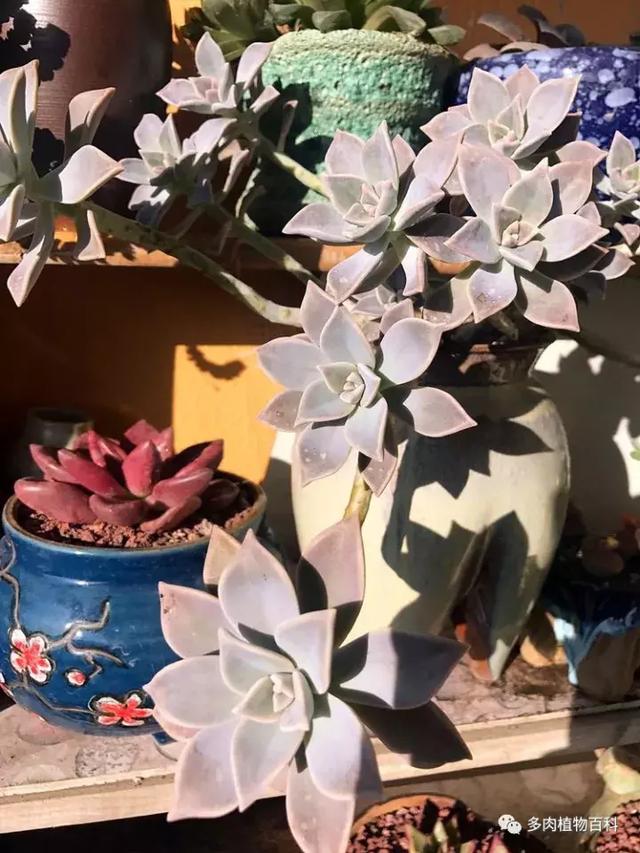 多肉植物 多肉 梅格丽-措必培