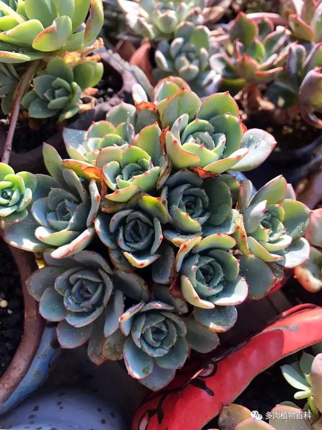 养肉我是认真的,秋季的多肉让我更有信心前进!