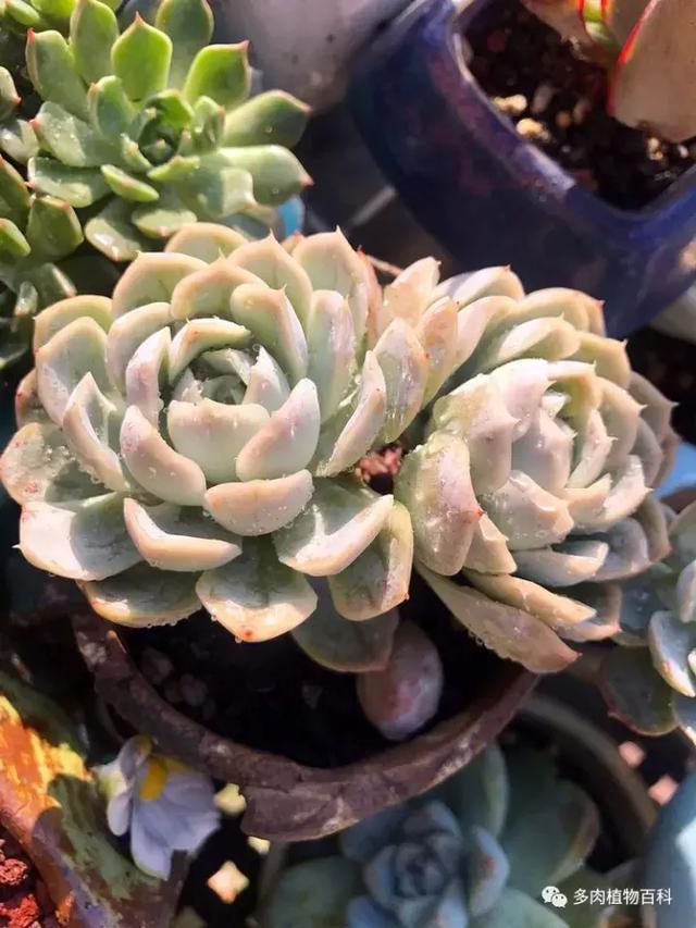 多肉植物 多肉 梅格丽-措必培
