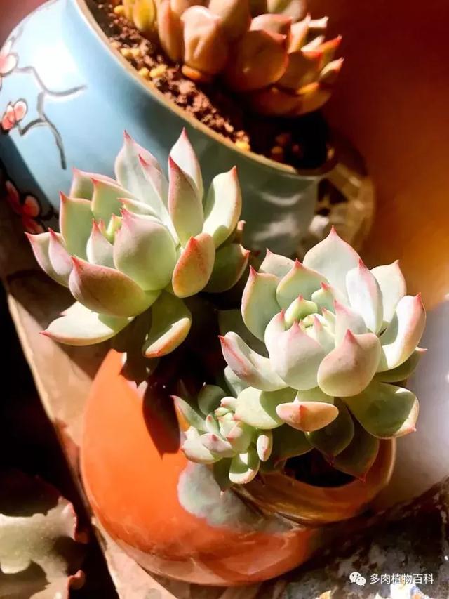 养肉我是认真的,秋季的多肉让我更有信心前进!