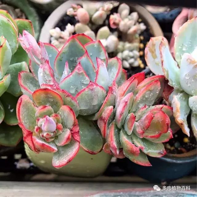 梅格丽黑法师姬珑月法师红边月影华丽风车静夜和什么