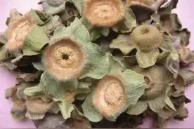 打嗝多了也是病，降气止呃有柿蒂图片