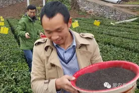 春季茶园主要病害及防治图片