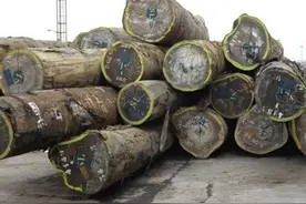 珍贵的圣木绿檀图片