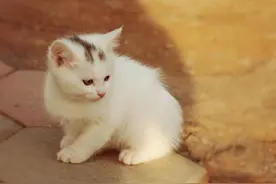 猫咪出现外伤应该怎么办？下面这些应急措施要学会！图片