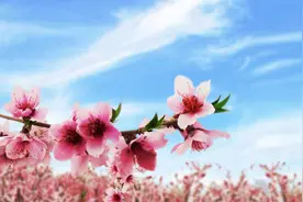 2016年春天桃花运最好的三大生肖，快来看看有没有你！图片