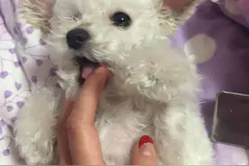 关于狗狗疫苗和体内驱虫应激反应图片