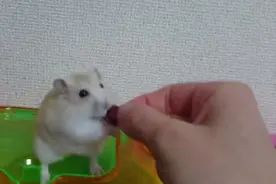 主人拿食物逗鼠鼠，结果鼠鼠的反应简直让人笑翻！图片