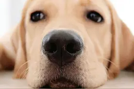 意想不到吧，目前美国最受欢迎的犬种竟是它。图片