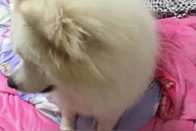 我家逗逗，每天早上7点多就叫我起床图片